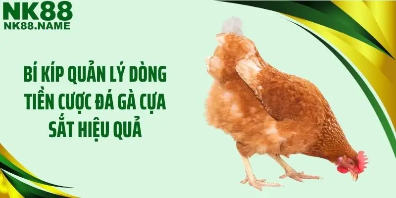 Bí kíp quản lý dòng tiền cược đá gà cựa sắt hiệu quả