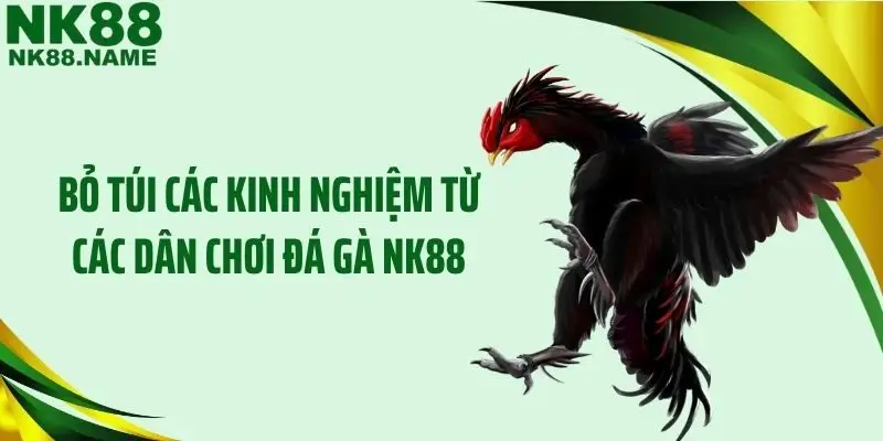 Bỏ túi các kinh nghiệm từ các dân chơi đá gà NK88